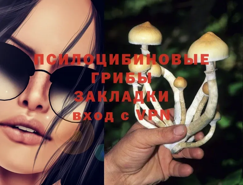 как найти   Алексеевка  KRAKEN ССЫЛКА  Псилоцибиновые грибы Psilocybe 